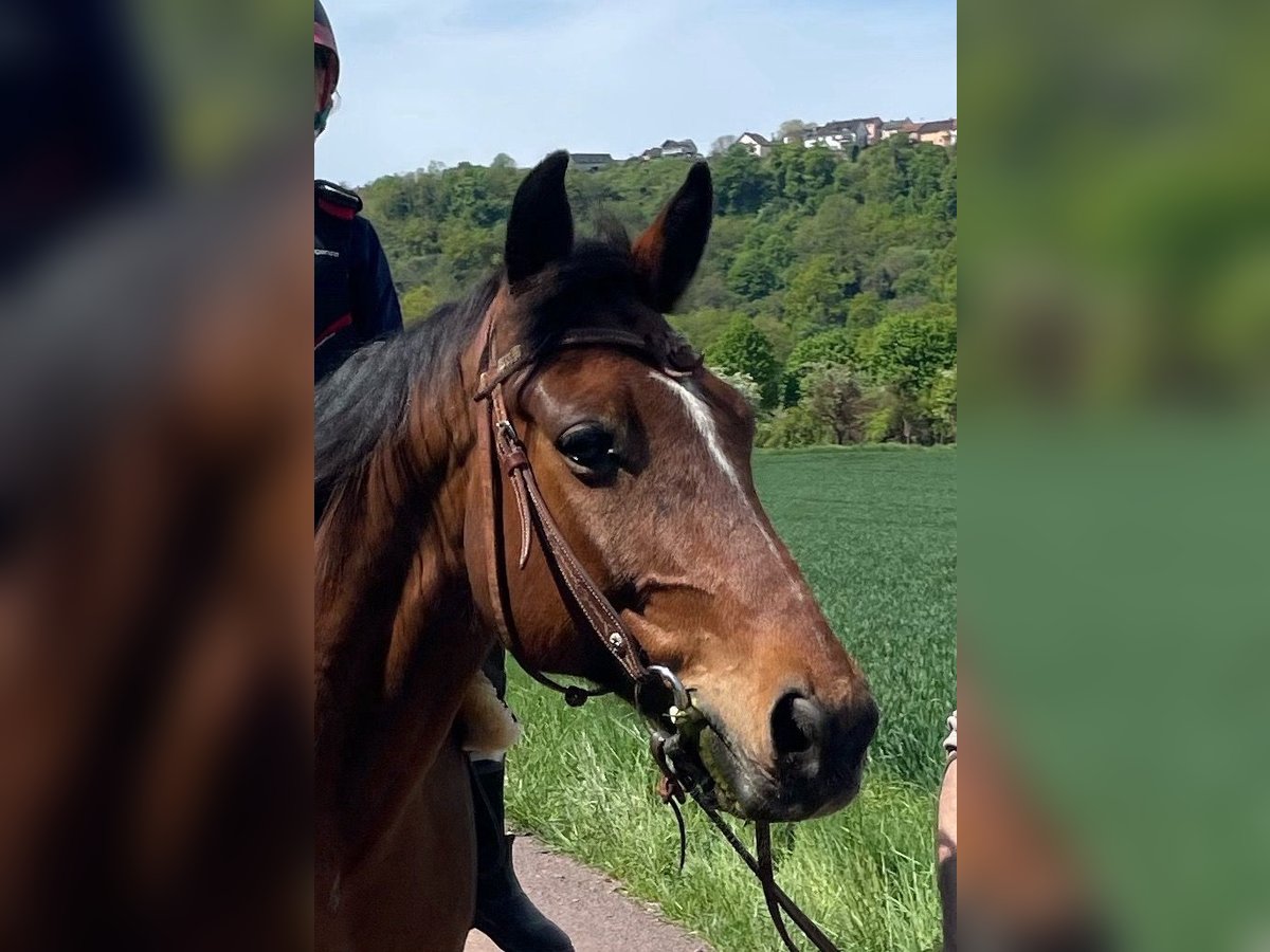 Altri pony/cavalli di piccola taglia Mix Castrone 11 Anni 155 cm Baio scuro in Überherrn