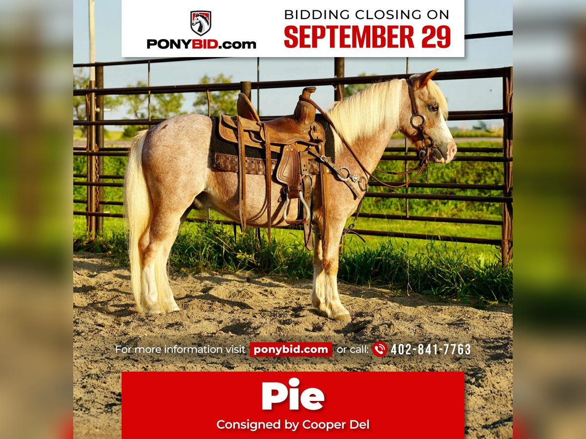 Altri pony/cavalli di piccola taglia Castrone 11 Anni 86 cm Roano rosso in Corsica