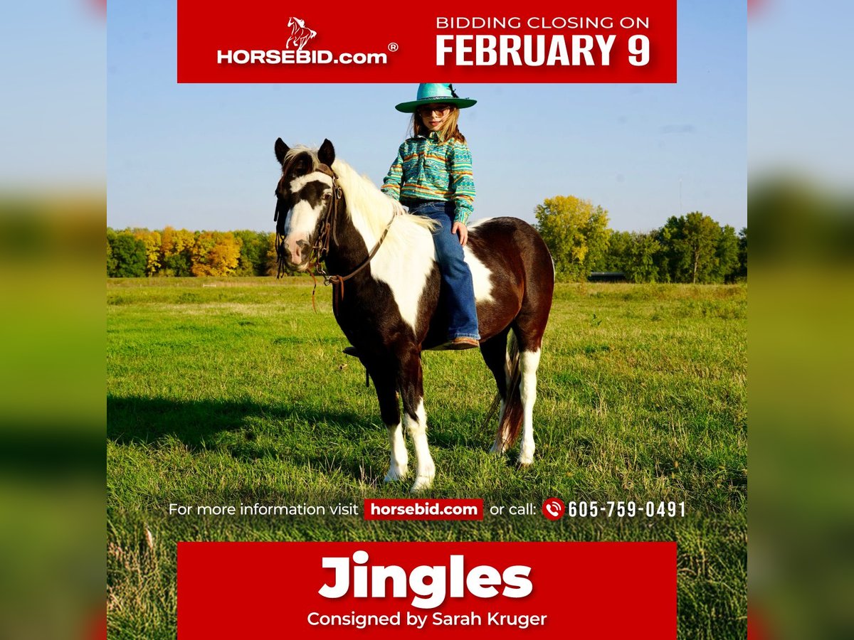 Altri pony/cavalli di piccola taglia Castrone 12 Anni 102 cm Pezzato in Brandon