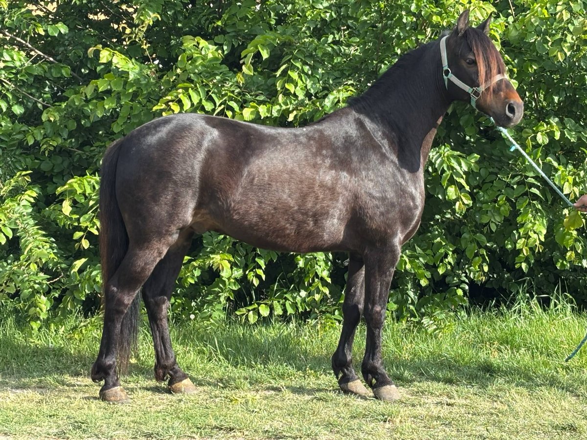 Altri pony/cavalli di piccola taglia Castrone 12 Anni 137 cm Morello in B&#xE9;k&#xE9;s