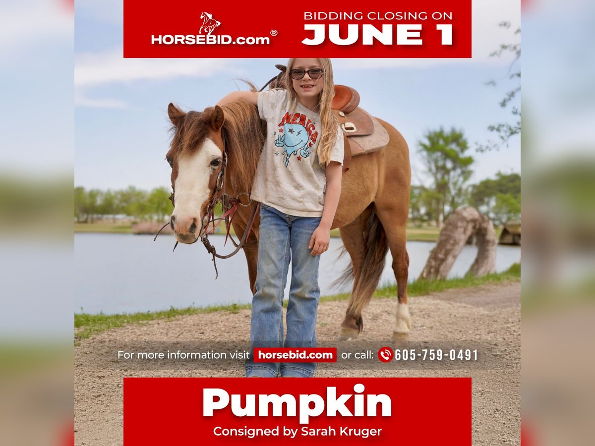 Altri pony/cavalli di piccola taglia Castrone 13 Anni 102 cm Red dun in Brandon
