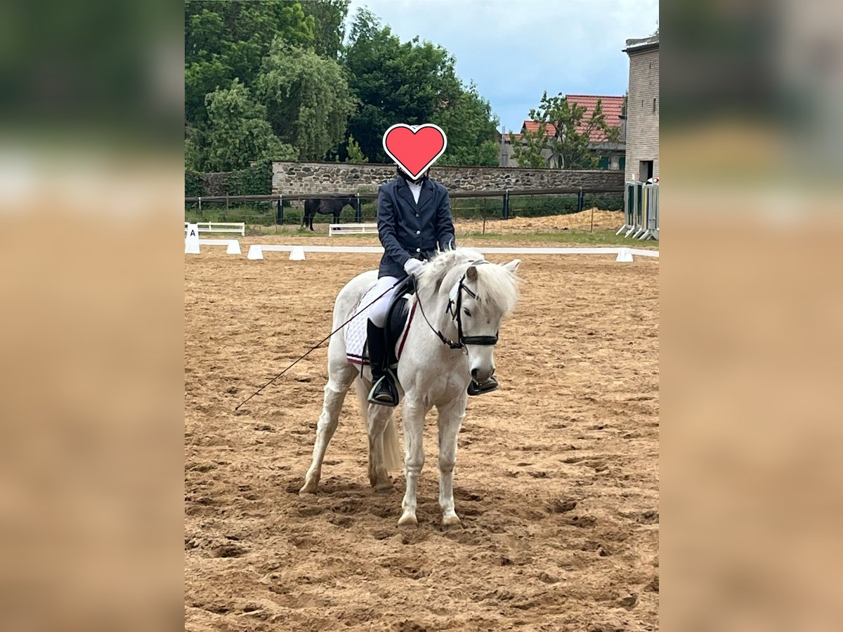 Altri pony/cavalli di piccola taglia Castrone 13 Anni 122 cm Grigio in Elbe-Parey