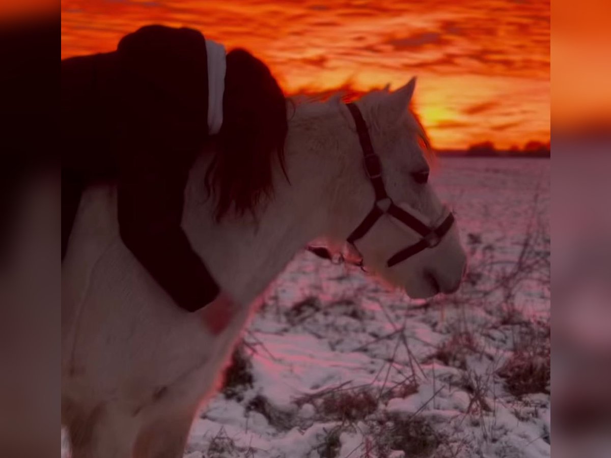 Altri pony/cavalli di piccola taglia Mix Castrone 13 Anni 136 cm Grigio in Pulow