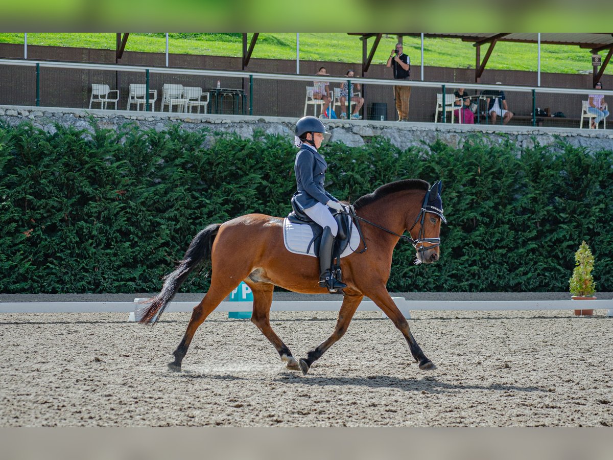 Altri pony/cavalli di piccola taglia Castrone 15 Anni 140 cm Baio in Laredo