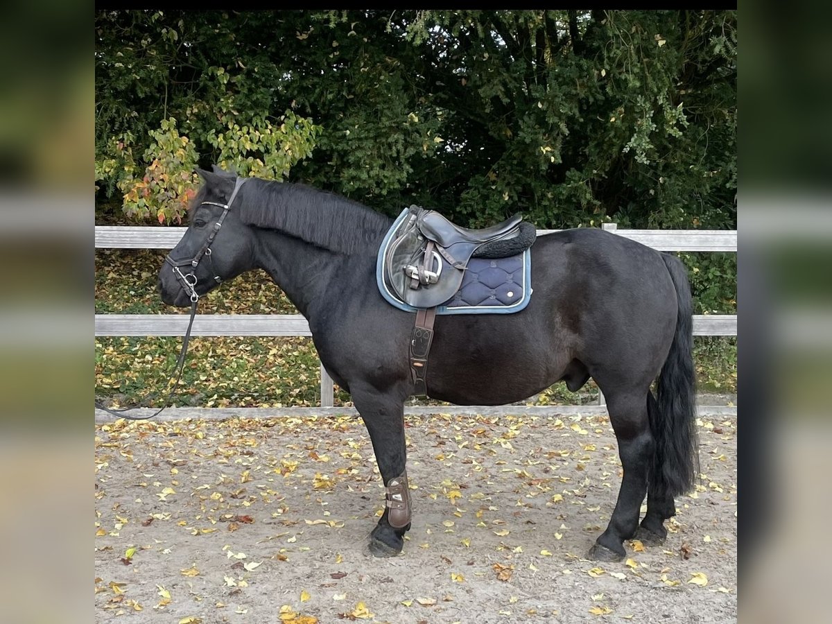 Altri pony/cavalli di piccola taglia Castrone 15 Anni 152 cm Morello in Borod
