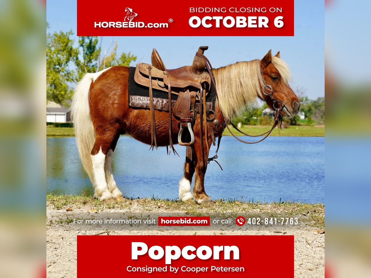 Altri pony/cavalli di piccola taglia Castrone 15 Anni 81 cm Pezzato in Corsica