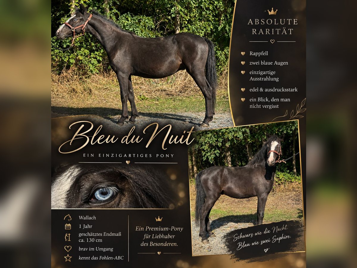Altri pony/cavalli di piccola taglia Castrone 1 Anno 130 cm Morello in Reinersdorf