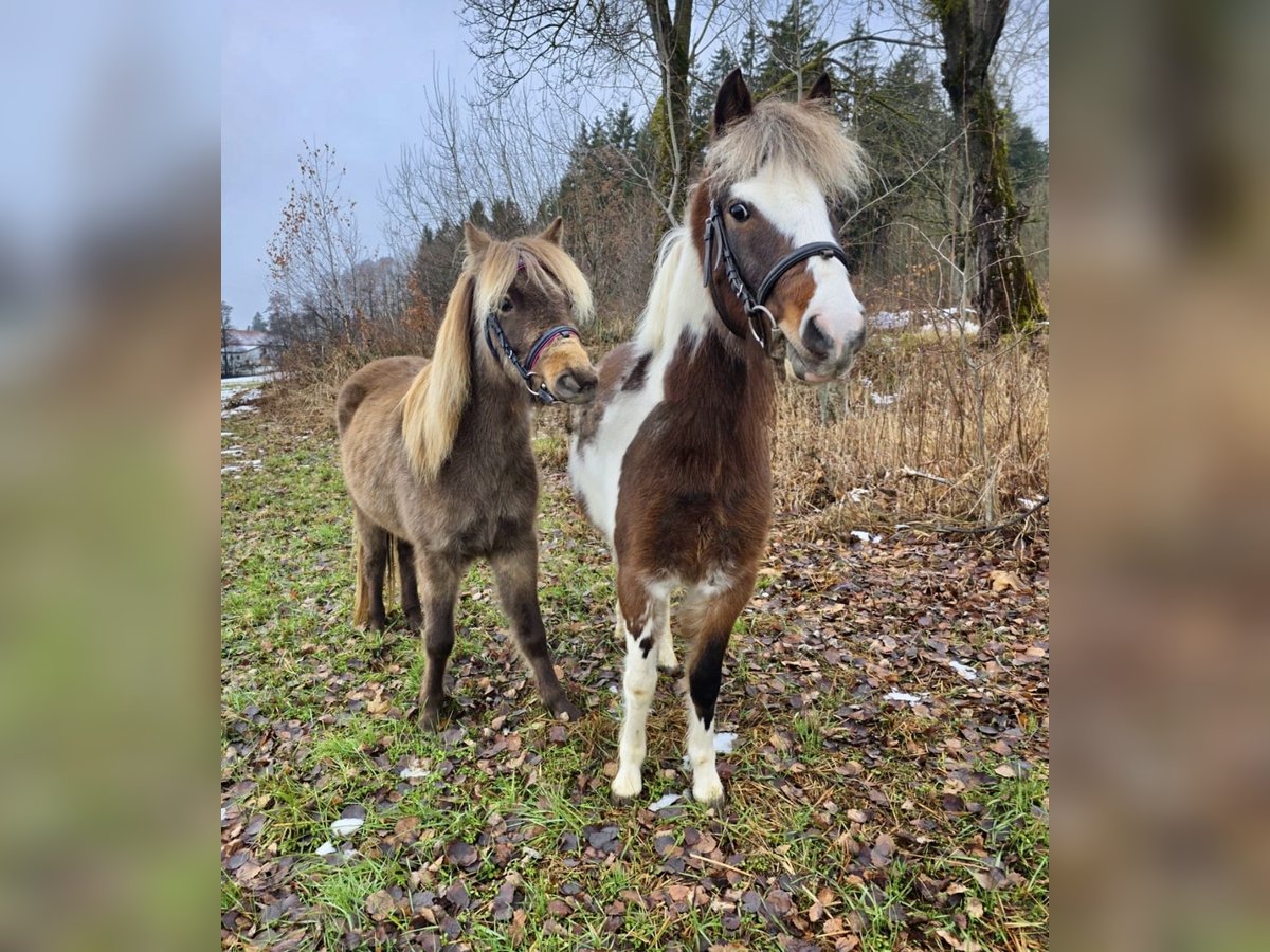 Altri pony/cavalli di piccola taglia Castrone 3 Anni 125 cm Pezzato in Pelmberg