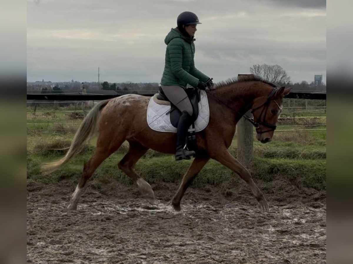 Altri pony/cavalli di piccola taglia Castrone 3 Anni 149 cm Leopard in Oberhausen