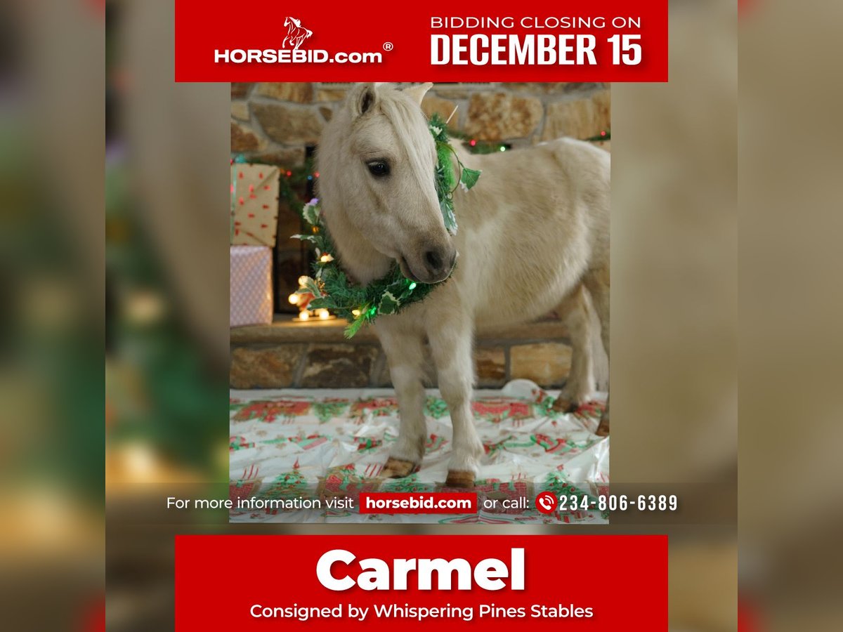 Altri pony/cavalli di piccola taglia Castrone 3 Anni 94 cm Palomino in Bristolville