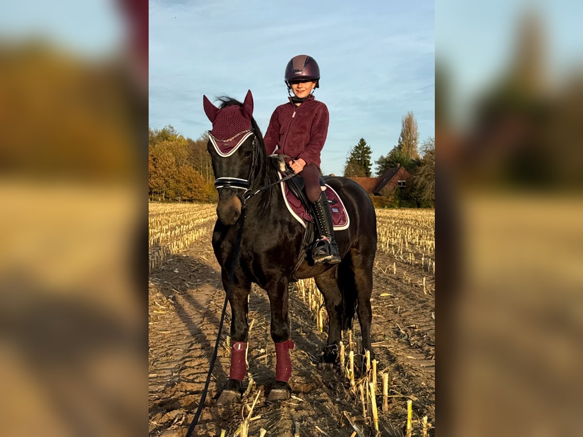 Altri pony/cavalli di piccola taglia Castrone 4 Anni 135 cm Baio nero in Bramsche