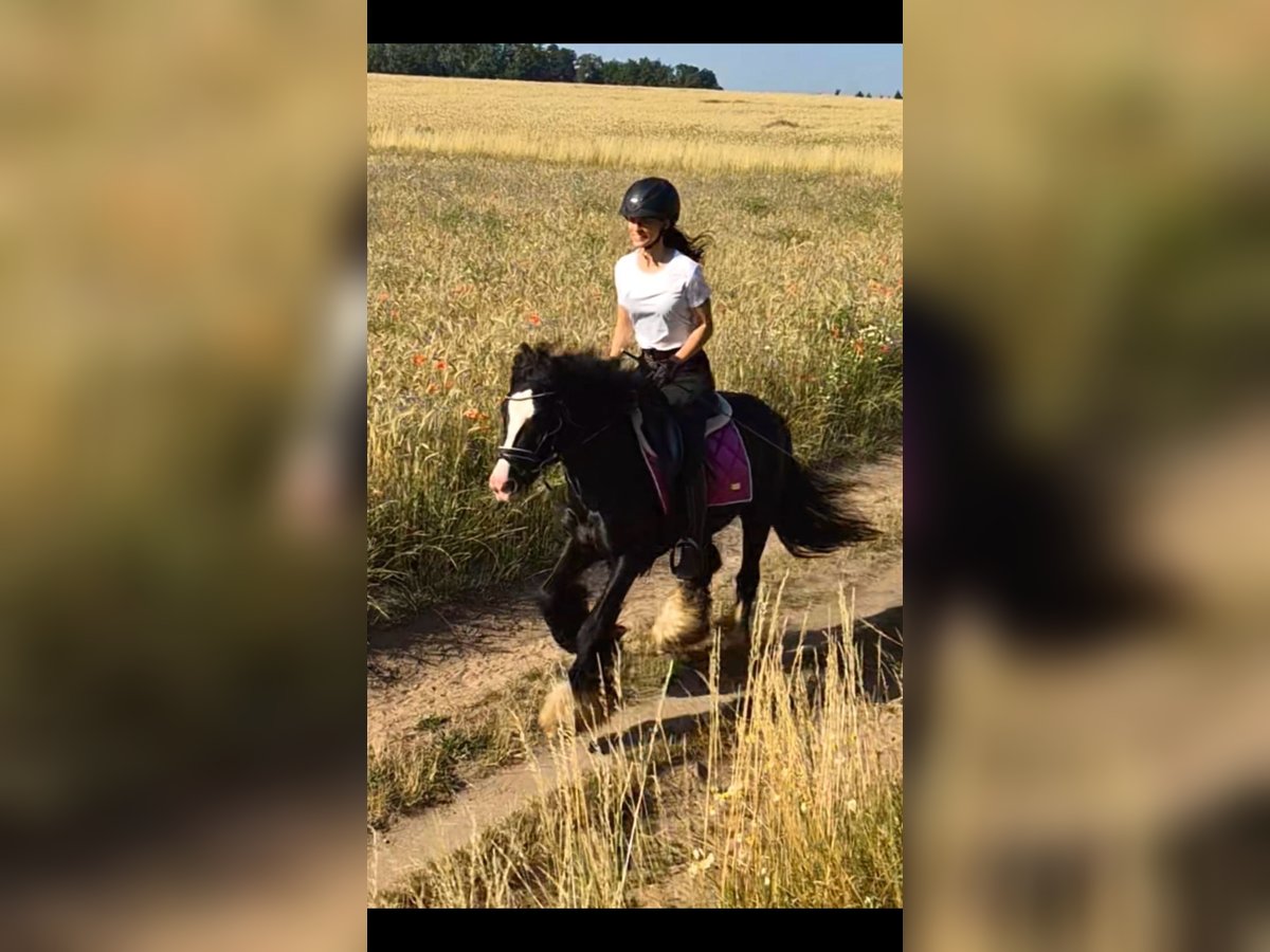 Altri pony/cavalli di piccola taglia Castrone 4 Anni 140 cm Morello in Bexbach