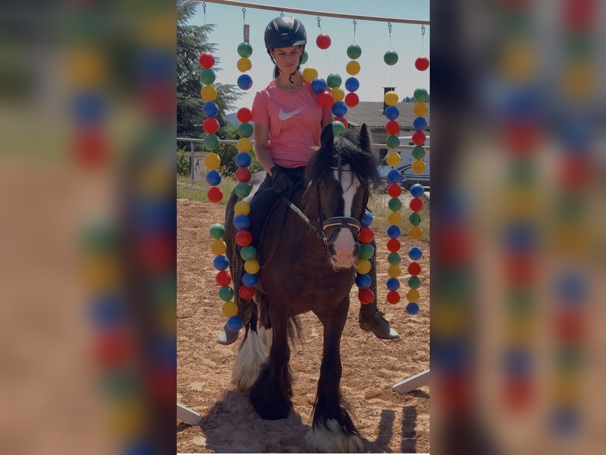 Altri pony/cavalli di piccola taglia Castrone 4 Anni 140 cm Morello in Bexbach