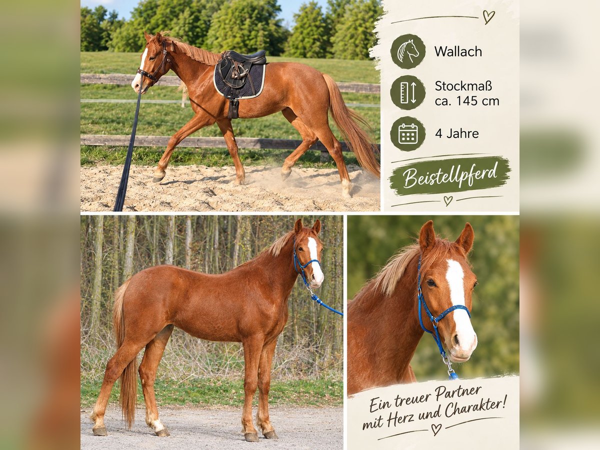 Altri pony/cavalli di piccola taglia Castrone 4 Anni 145 cm Sauro in SumetendorfReinersdorf