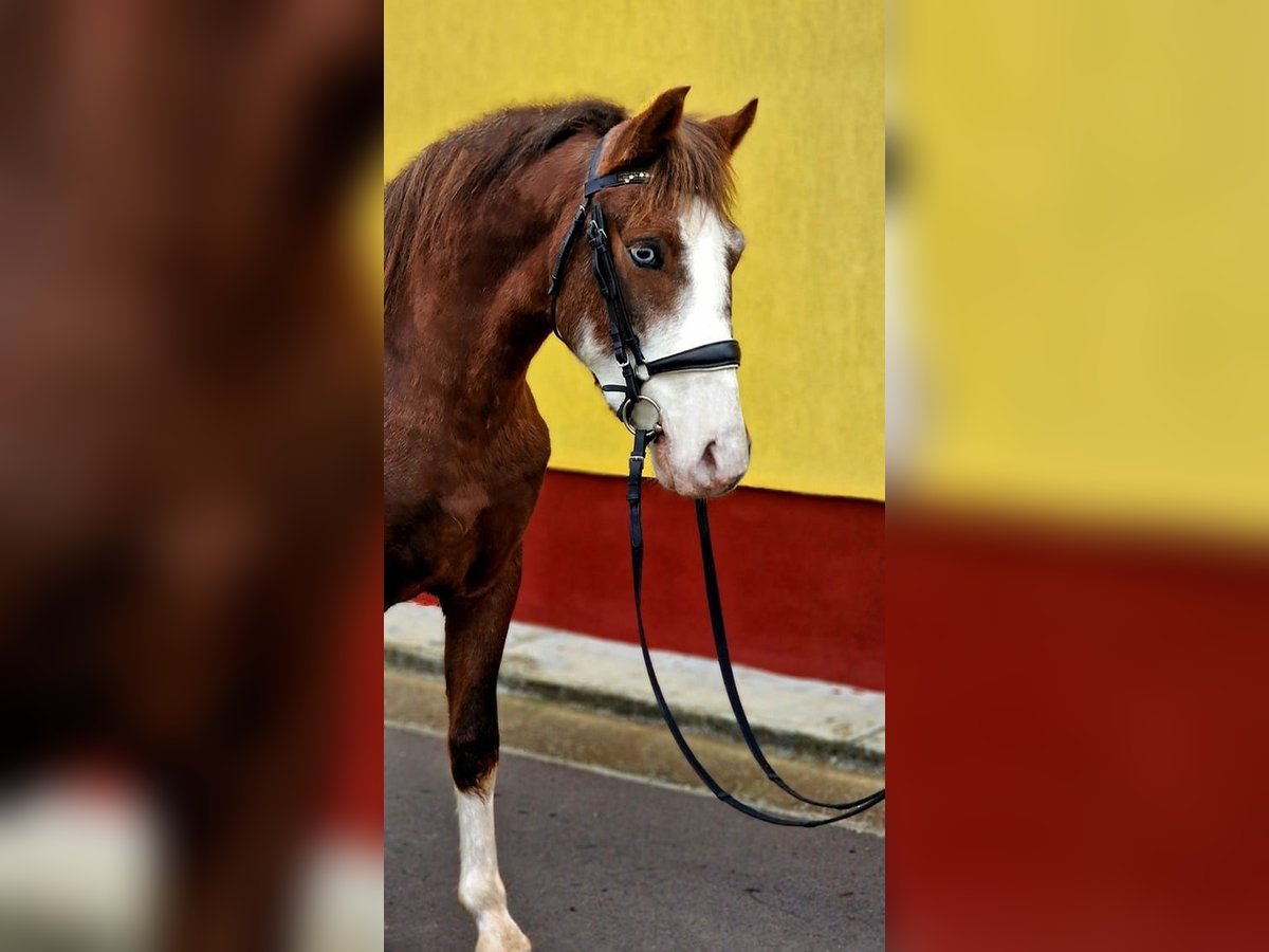 Altri pony/cavalli di piccola taglia Castrone 4 Anni 147 cm Sauro in Csabaszabadi