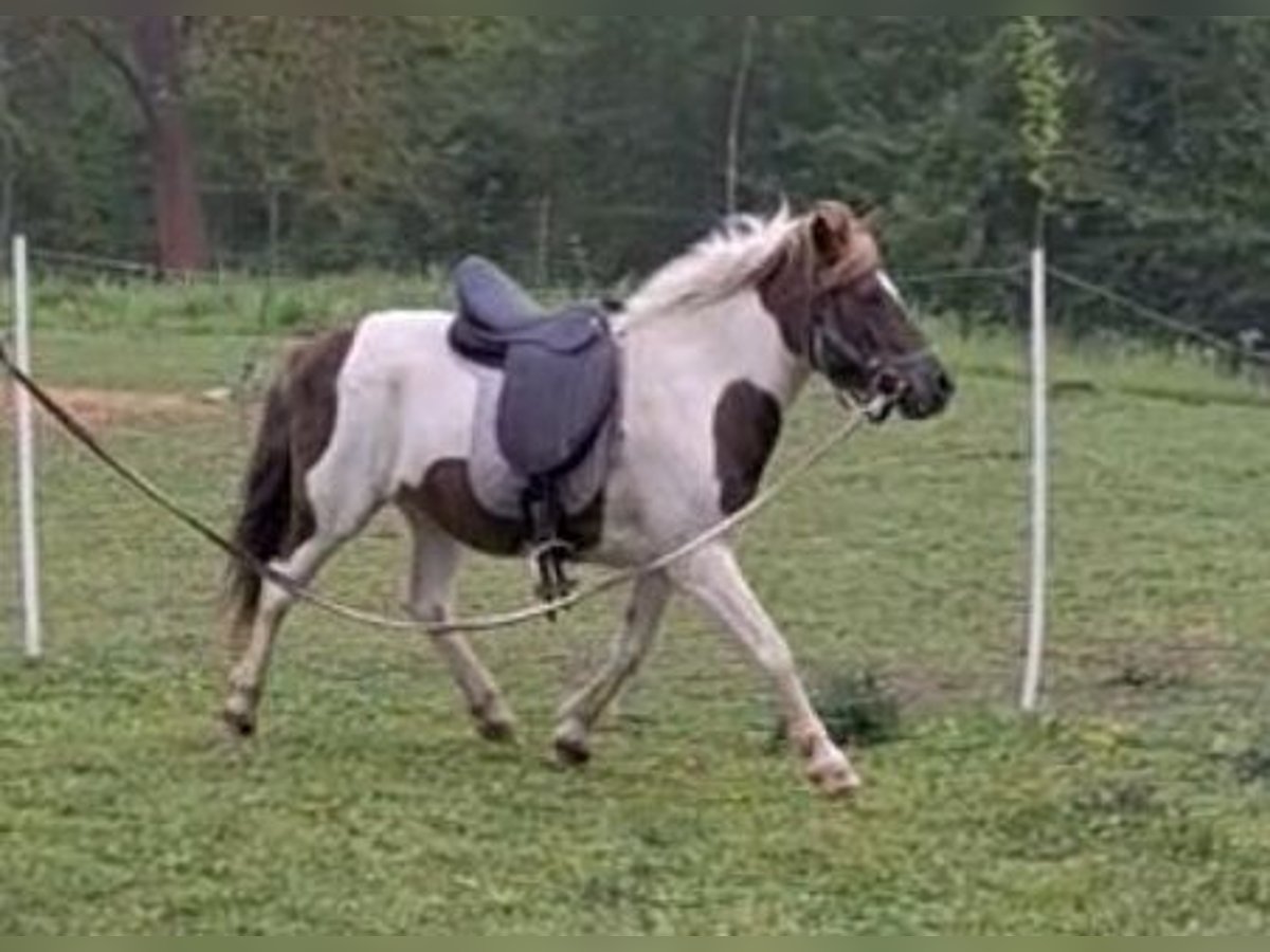 Altri pony/cavalli di piccola taglia Castrone 5 Anni 130 cm Pezzato in Leuben-Schleinitz