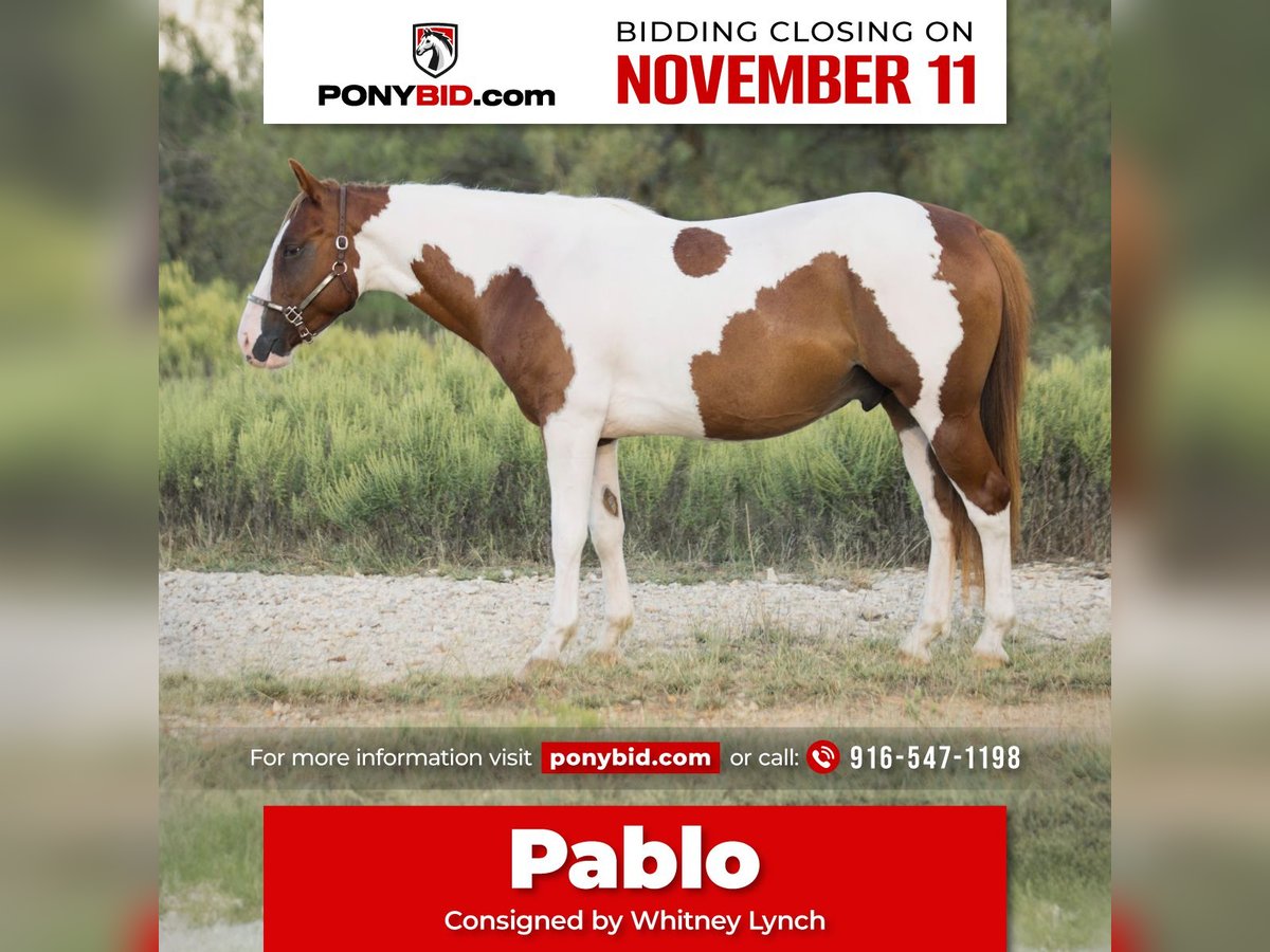 Altri pony/cavalli di piccola taglia Castrone 5 Anni 137 cm Pezzato in Graham