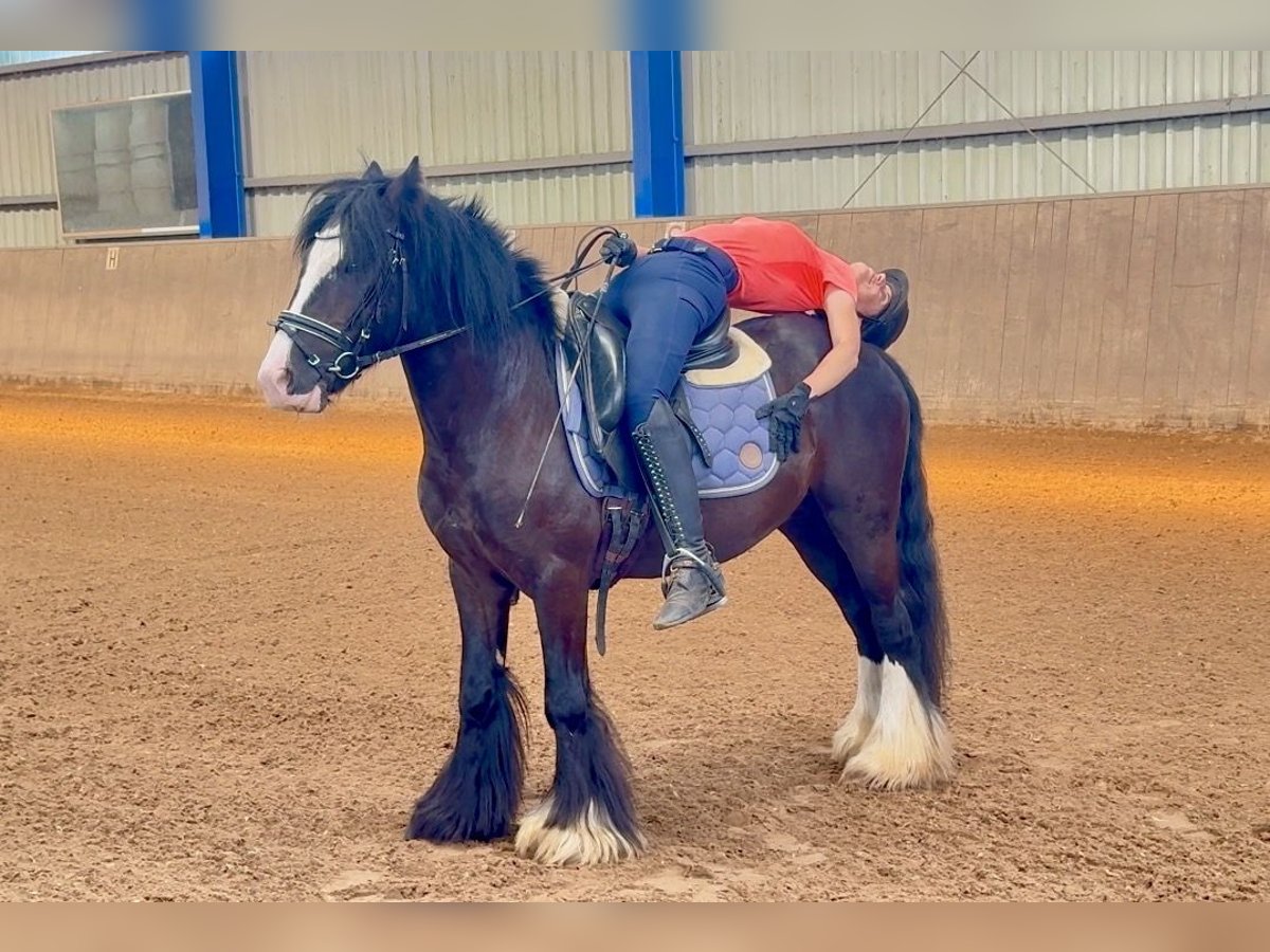 Altri pony/cavalli di piccola taglia Castrone 5 Anni 140 cm Morello in Bexbach