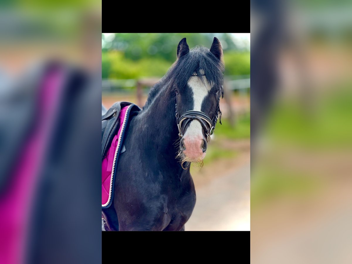 Altri pony/cavalli di piccola taglia Castrone 5 Anni 140 cm Morello in Bexbach