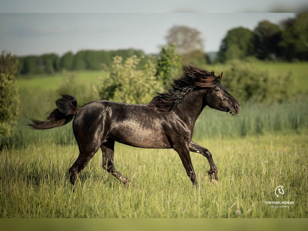 Altri pony/cavalli di piccola taglia Castrone 5 Anni 142 cm Morello in Pohlheim