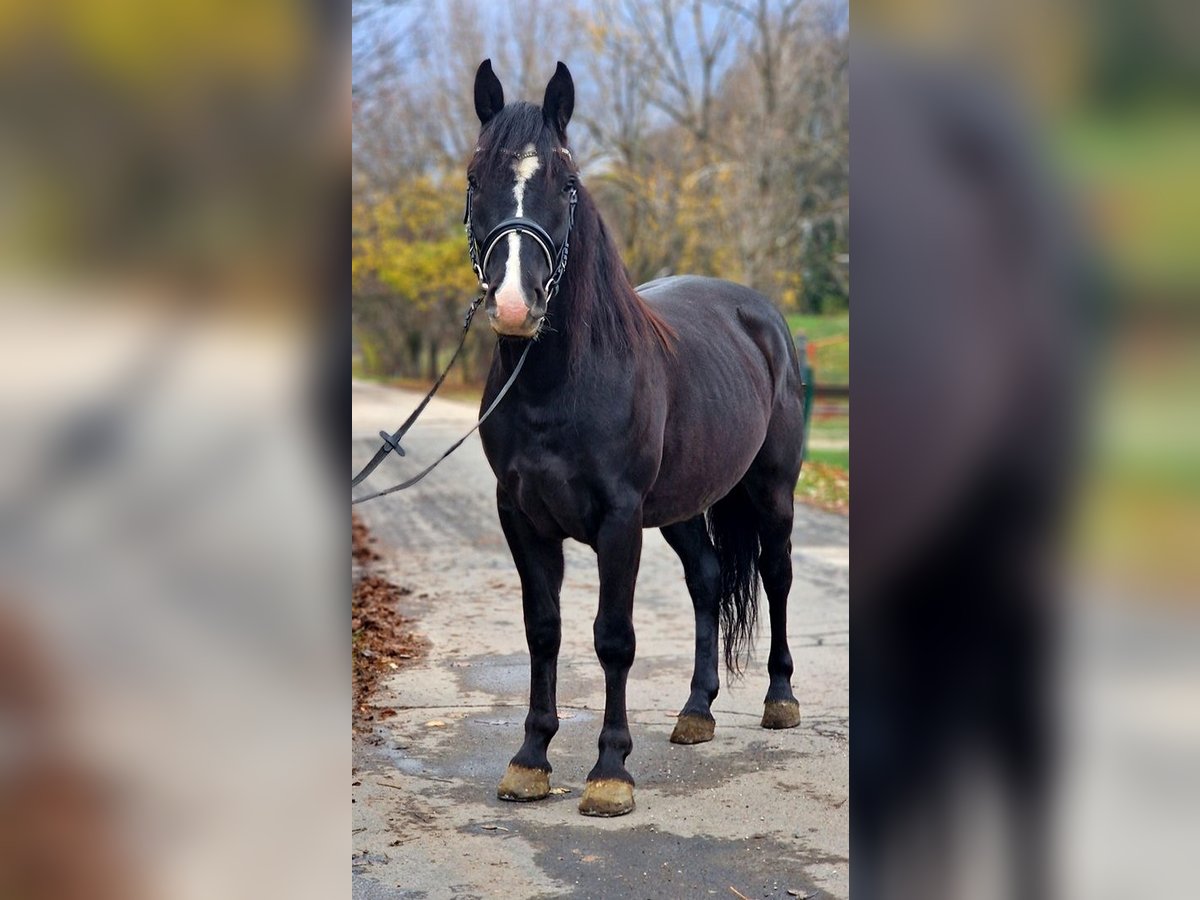 Altri pony/cavalli di piccola taglia Castrone 5 Anni 147 cm Morello in Gyula