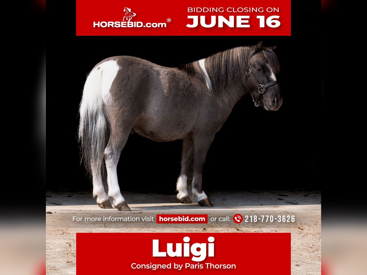 Altri pony/cavalli di piccola taglia Castrone 5 Anni 86 cm in Nevis, MN