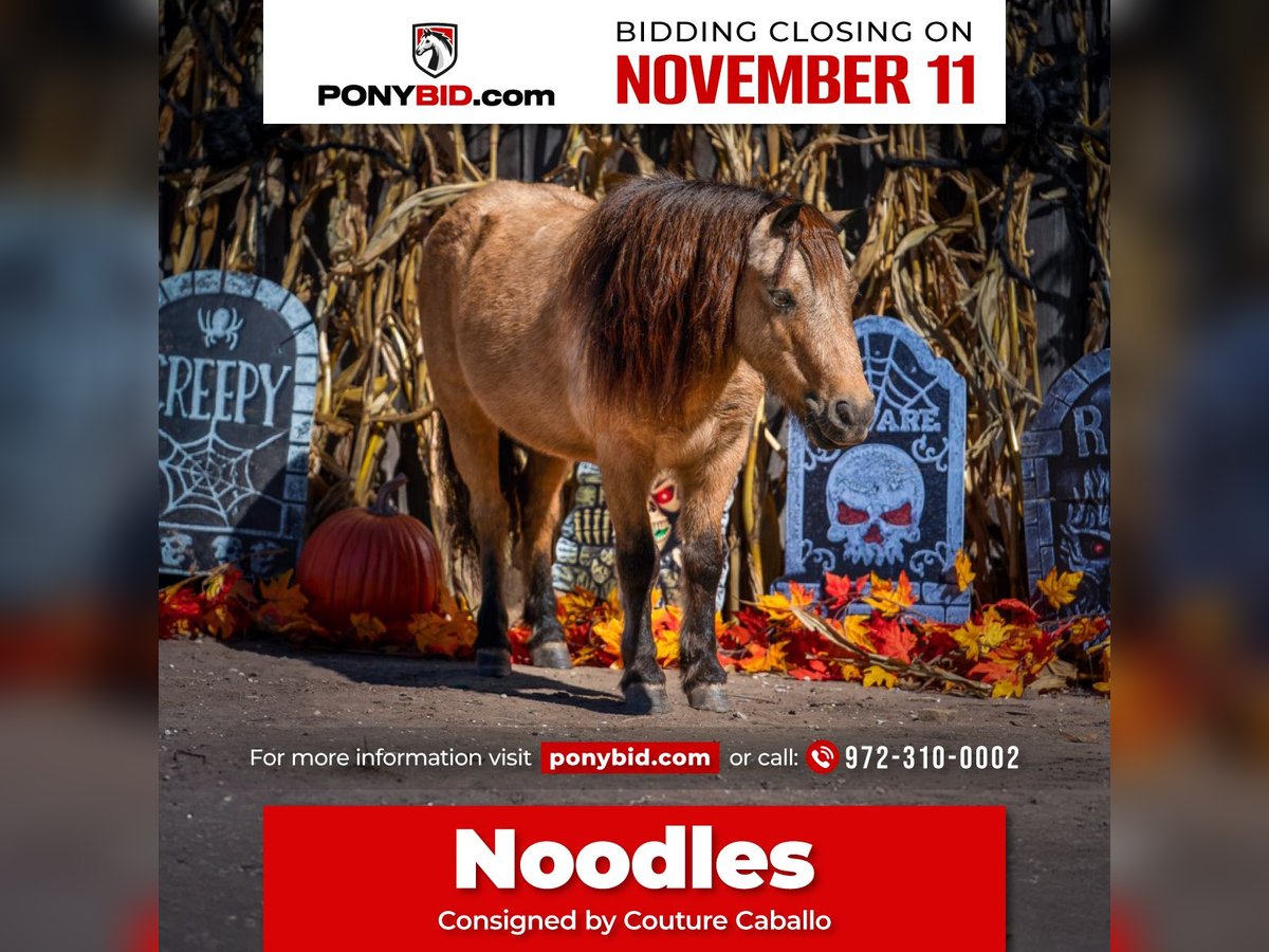 Altri pony/cavalli di piccola taglia Castrone 6 Anni 102 cm Pelle di daino in Gainesville