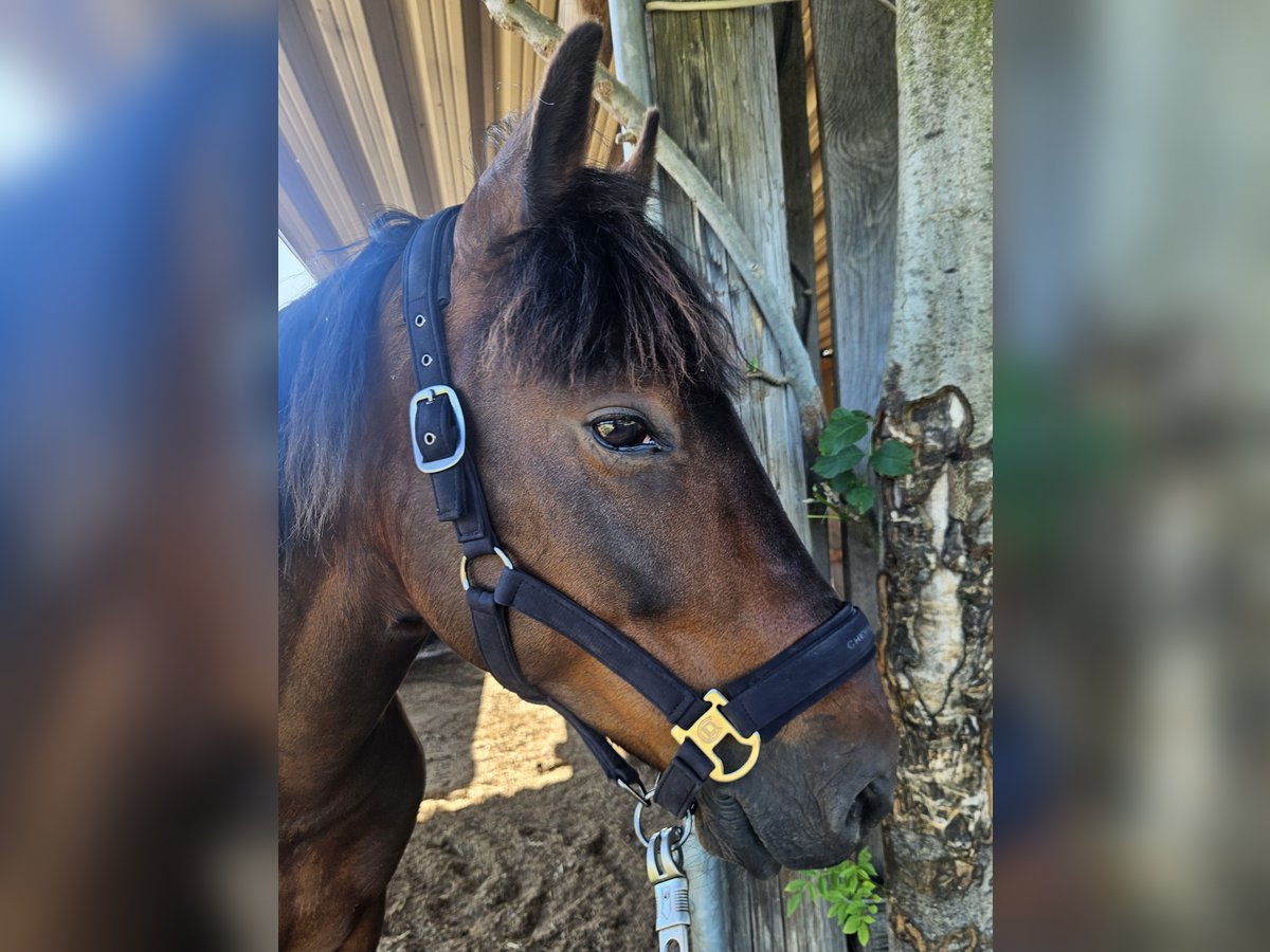 Altri pony/cavalli di piccola taglia Castrone 6 Anni 148 cm Baio scuro in Oberteuringen