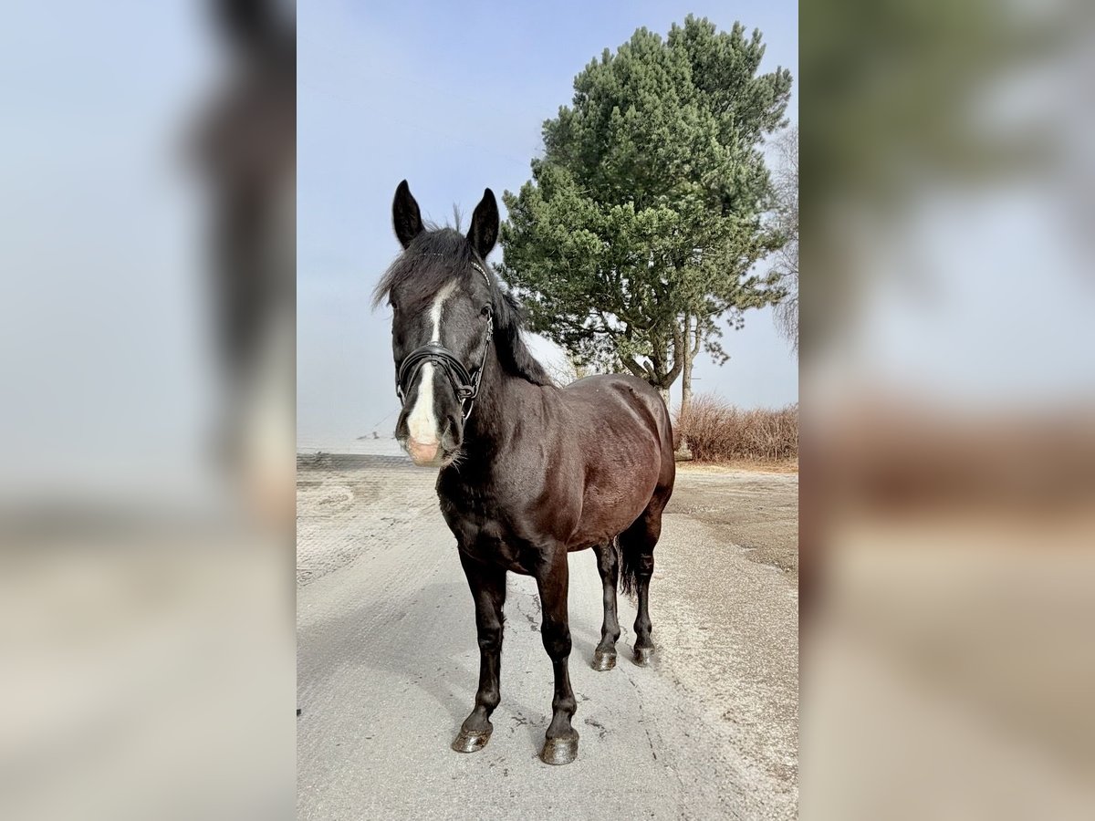 Altri pony/cavalli di piccola taglia Castrone 6 Anni 148 cm Morello in Pelmberg