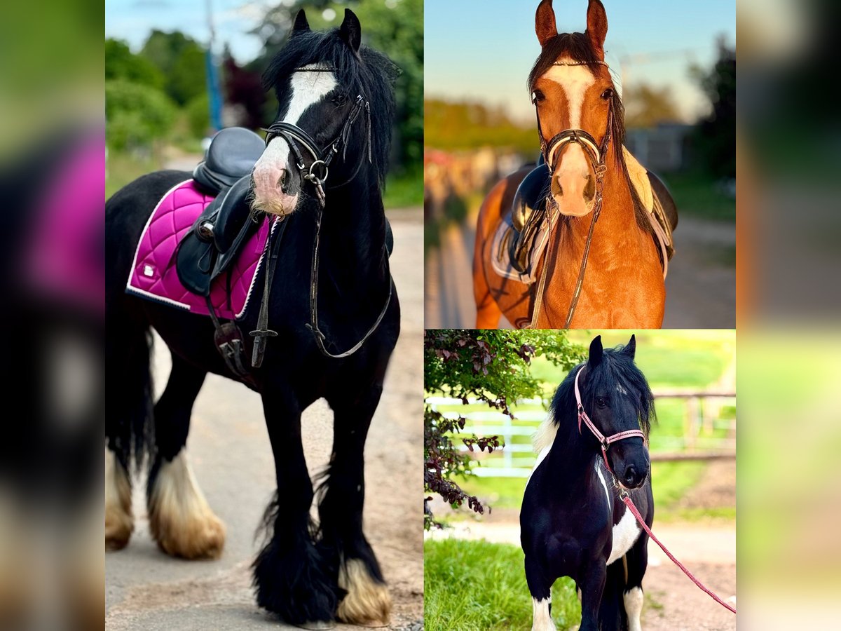 Altri pony/cavalli di piccola taglia Castrone 6 Anni Morello in Bexbach