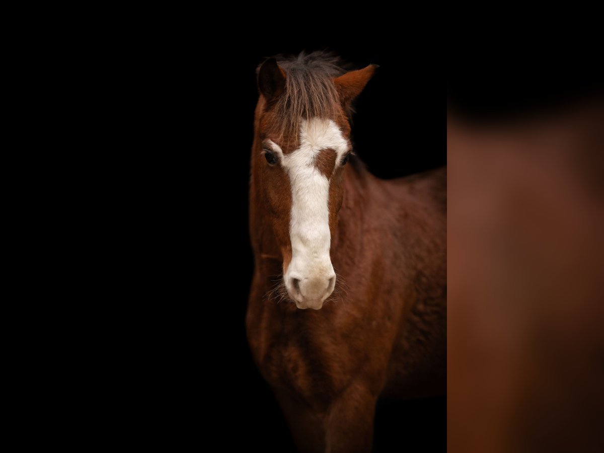 Altri pony/cavalli di piccola taglia Mix Castrone 7 Anni 143 cm Baio in Neum&#xFC;nster