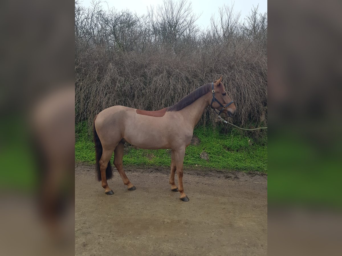 Altri pony/cavalli di piccola taglia Castrone 7 Anni 144 cm Sauro scuro in Поручик Кърджиево / Poruchik Kurdzhievo