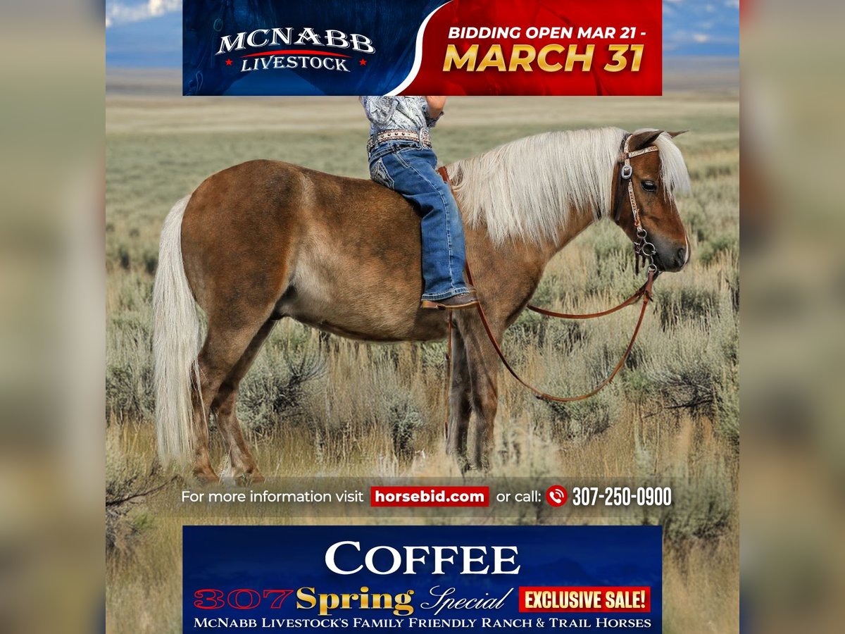 Altri pony/cavalli di piccola taglia Castrone 7 Anni 94 cm Baio ciliegia in Cody, WY