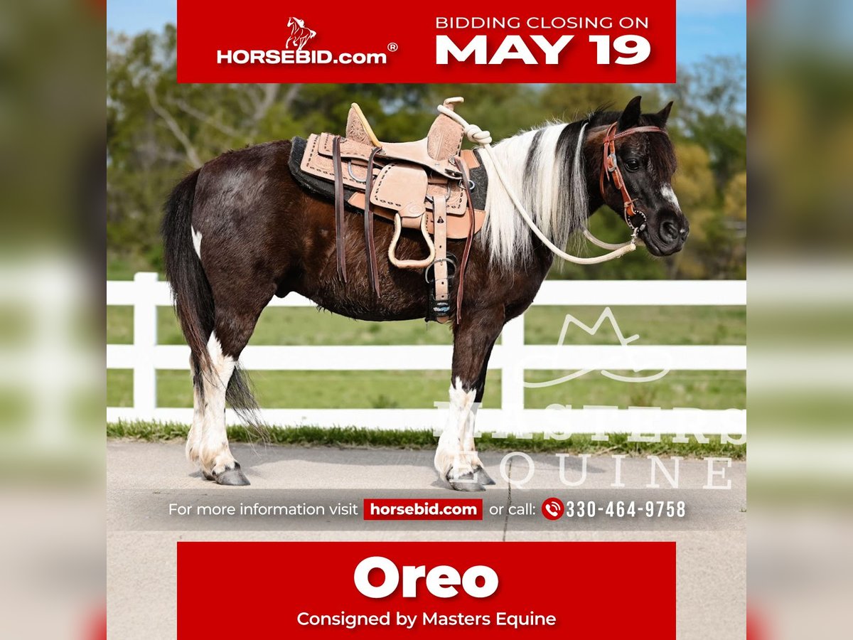 Altri pony/cavalli di piccola taglia Castrone 7 Anni 97 cm in Orrville, OH