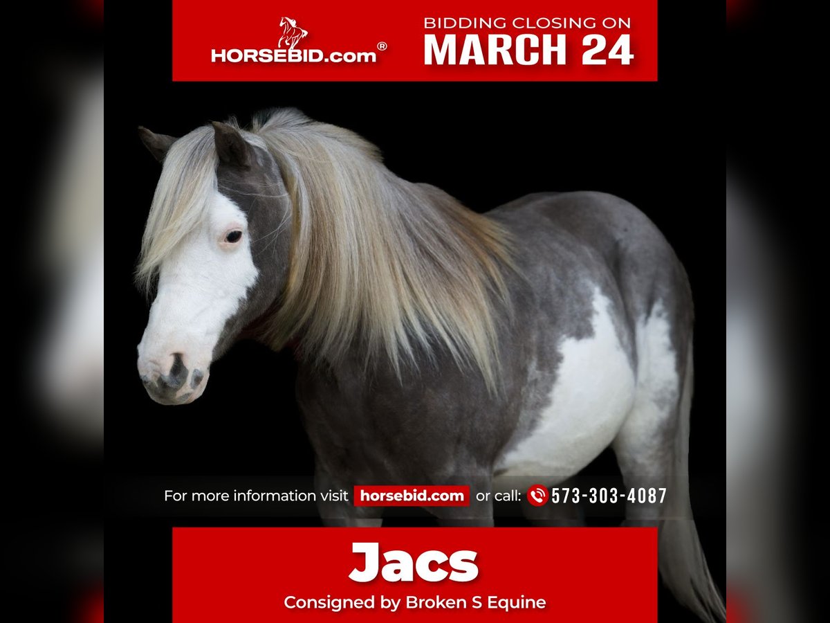 Altri pony/cavalli di piccola taglia Castrone 8 Anni 109 cm in Marshall, MO