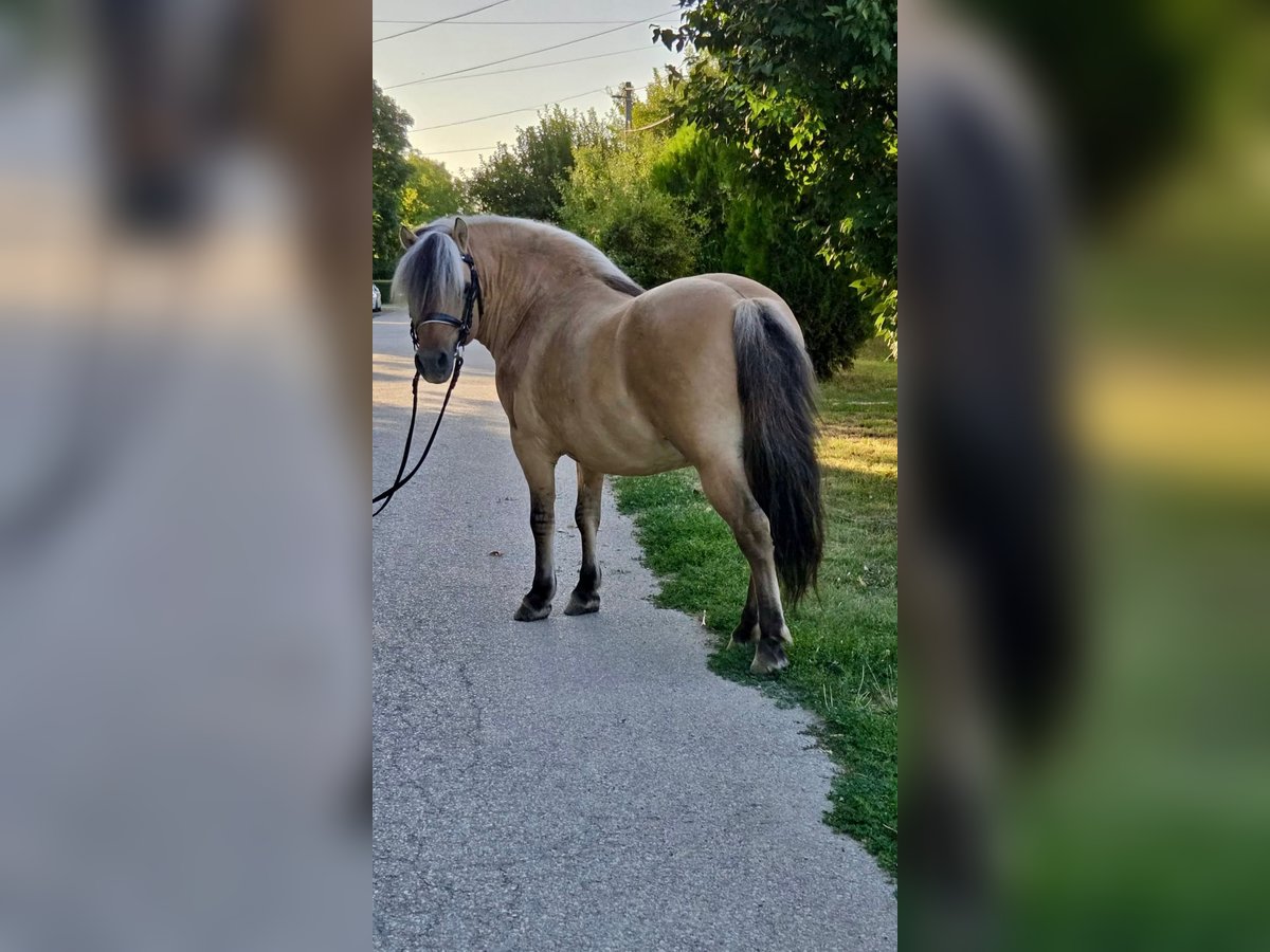 Altri pony/cavalli di piccola taglia Castrone 8 Anni 125 cm Falbo in Rechnitz