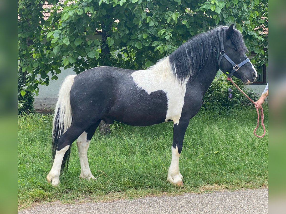 Altri pony/cavalli di piccola taglia Castrone 8 Anni 128 cm Pezzato in Rechnitz Altri pony/cavalli di piccola taglia Castrone 8 Anni 128 cm Pezzato in Rechnitz