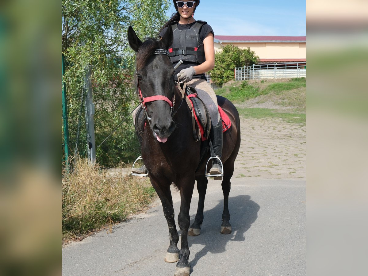 Altri pony/cavalli di piccola taglia Castrone 8 Anni 144 cm Morello in Rudersdorf