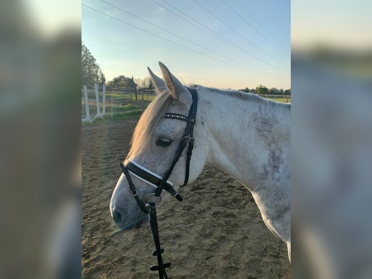 Altri pony/cavalli di piccola taglia Mix Castrone 9 Anni 148 cm Grigio pezzato in Essen