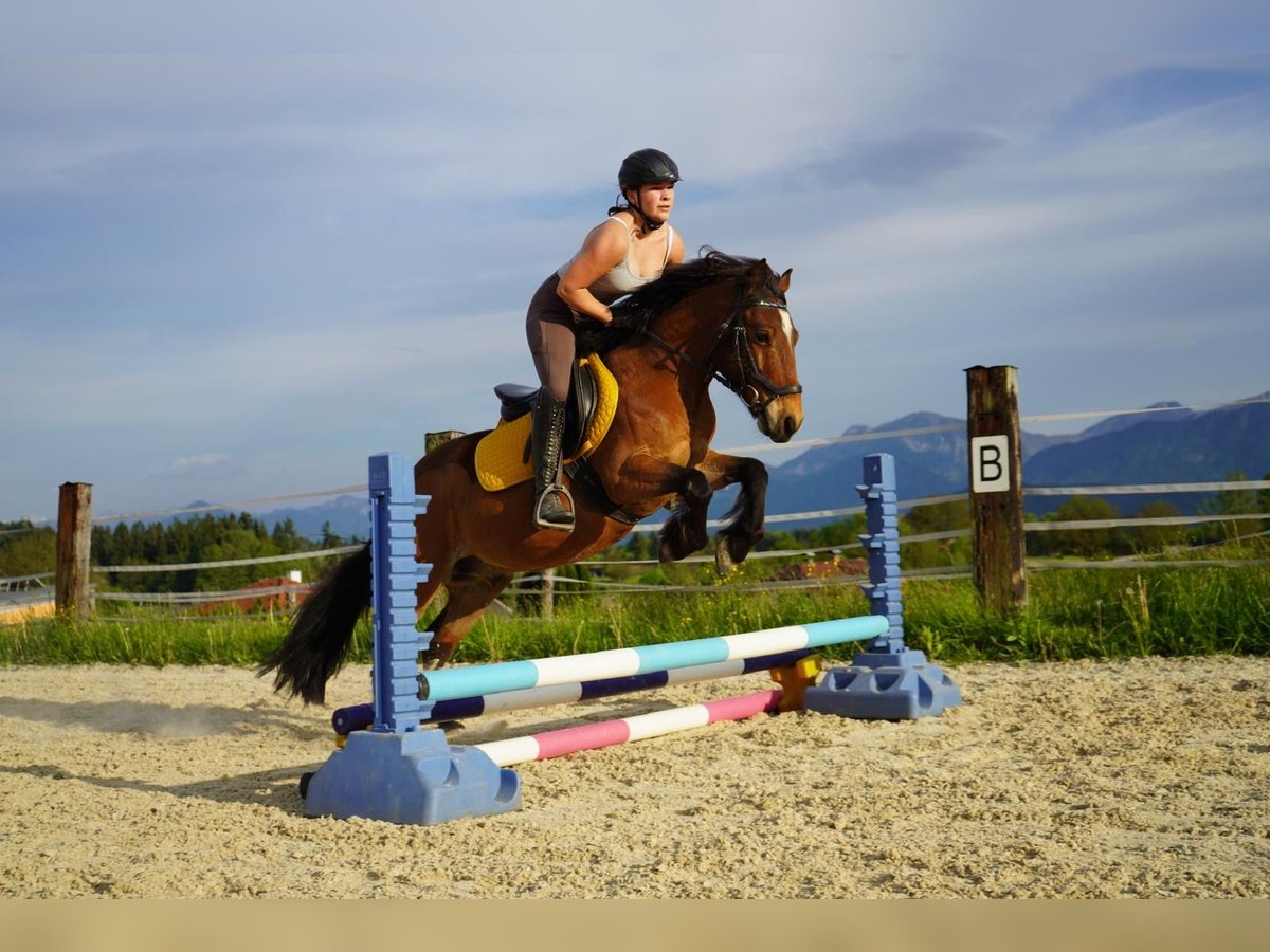 Altri pony/cavalli di piccola taglia Castrone 9 Anni Baio in Wernberg