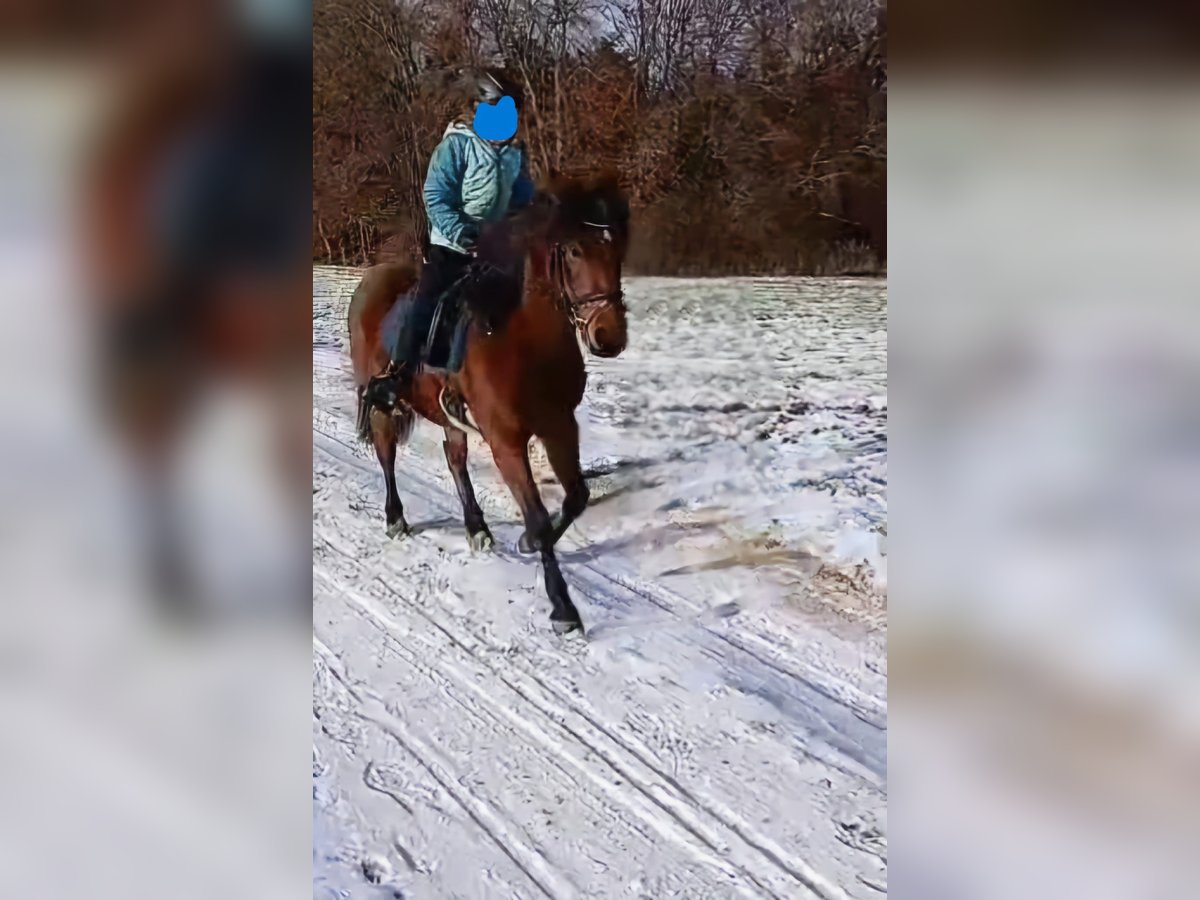 Altri pony/cavalli di piccola taglia Giumenta 10 Anni 135 cm Baio in Aalen-Hofen
