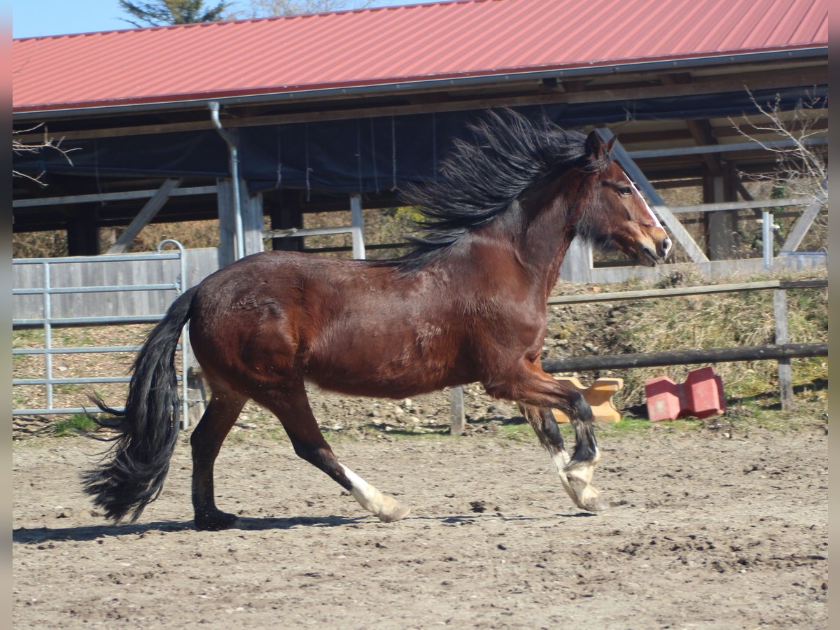 Altri pony/cavalli di piccola taglia Giumenta 10 Anni 145 cm Baio in Gailingen am Hochrhein