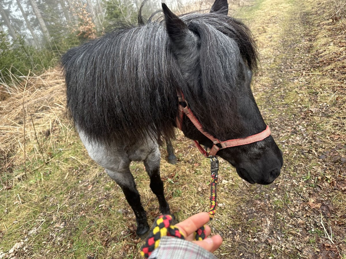 Altri pony/cavalli di piccola taglia Mix Giumenta 11 Anni 116 cm Grigio ferro in Oberneukirchen