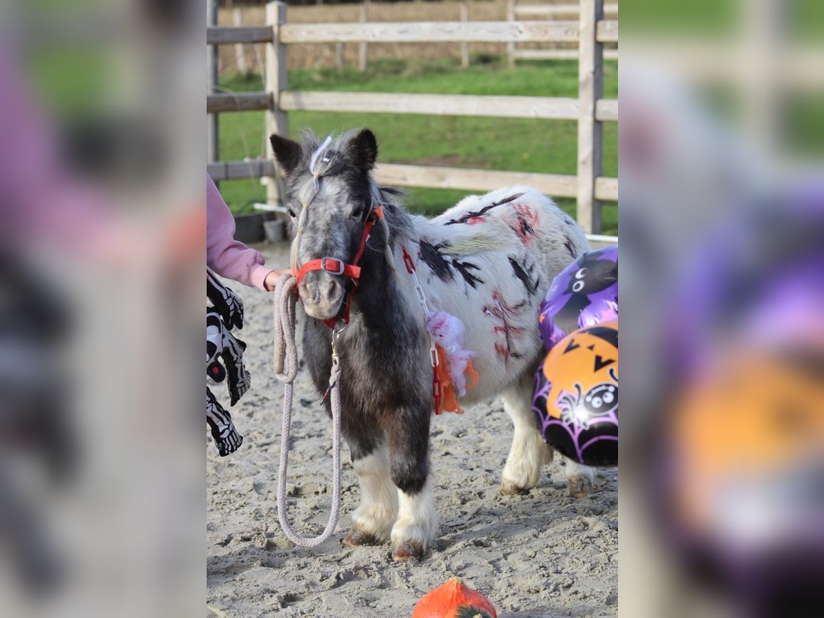 Altri pony/cavalli di piccola taglia Giumenta 13 Anni 85 cm Pezzato in Bogaarden