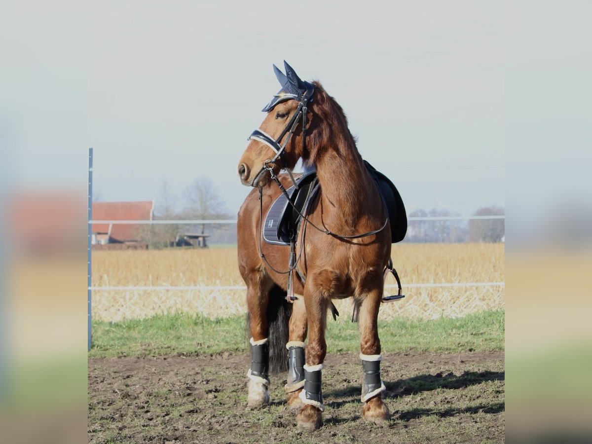 Altri pony/cavalli di piccola taglia Mix Giumenta 17 Anni 134 cm Sauro in Bakum