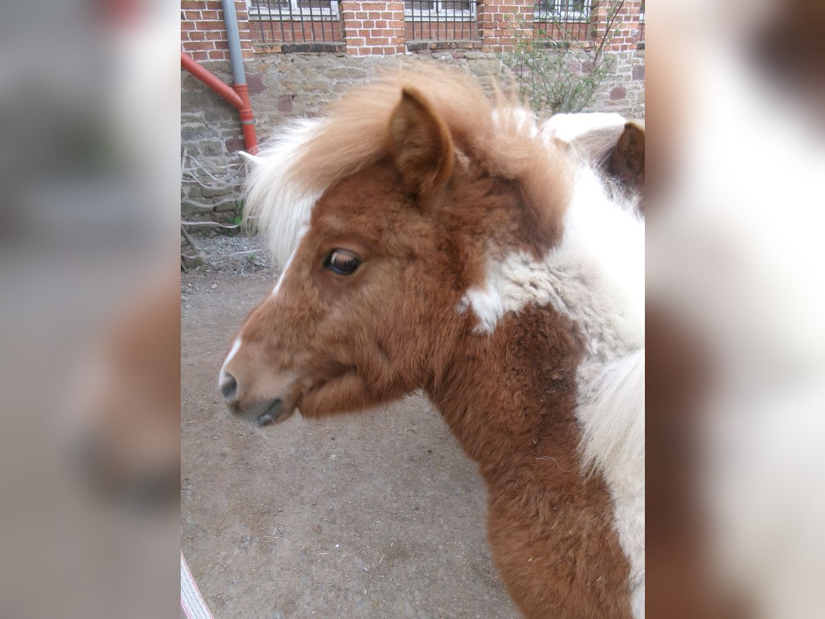 Altri pony/cavalli di piccola taglia Mix Giumenta 1 Anno 101 cm Pezzato in Berga