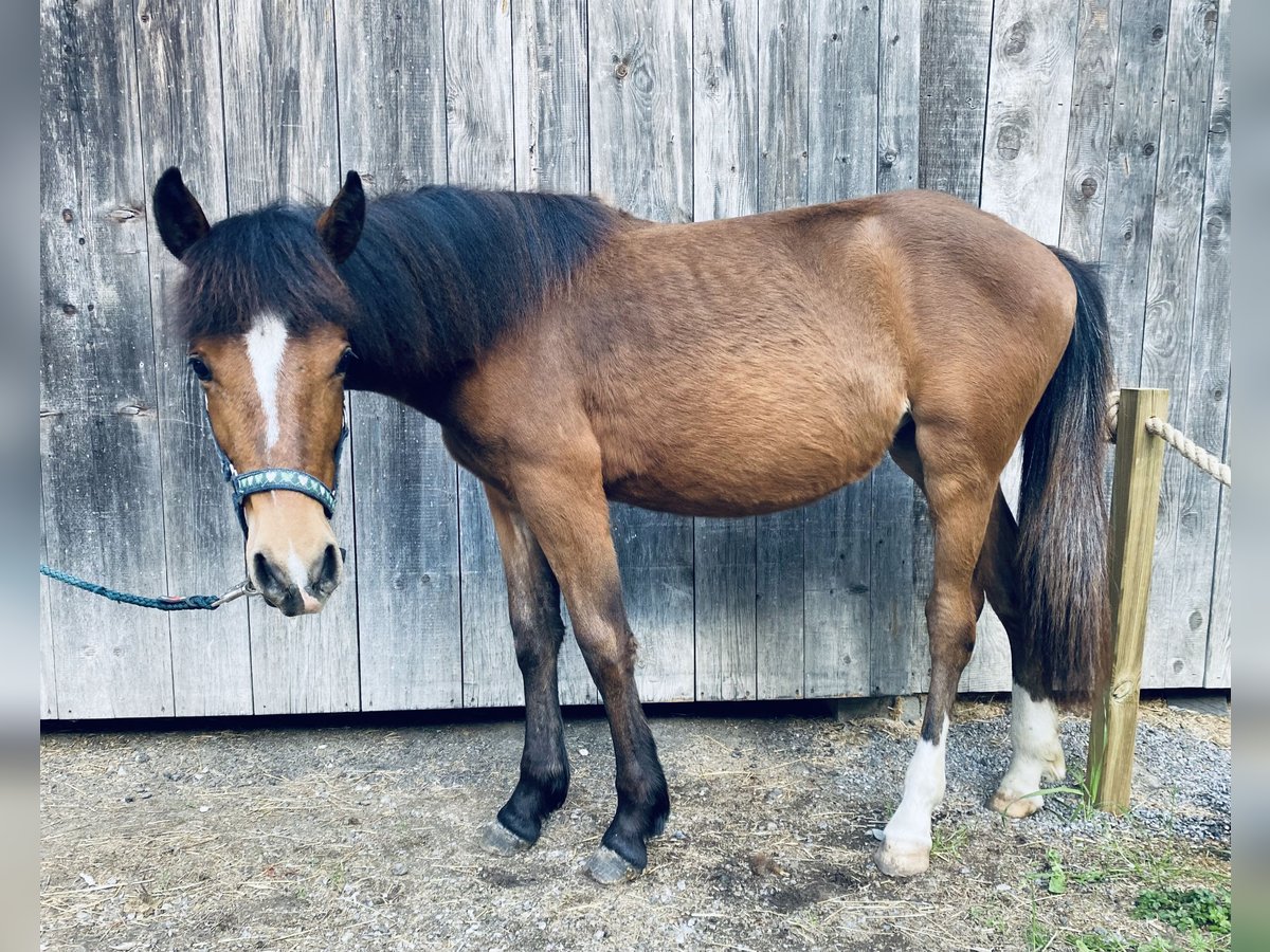 Altri pony/cavalli di piccola taglia Giumenta 1 Anno 146 cm Baio in VandansVandans