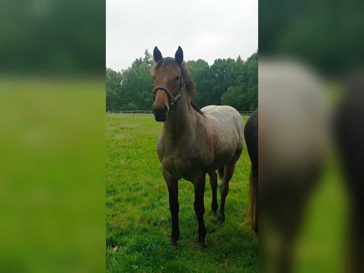 Altri pony/cavalli di piccola taglia Mix Giumenta 3 Anni 150 cm Falbo baio in Soltau