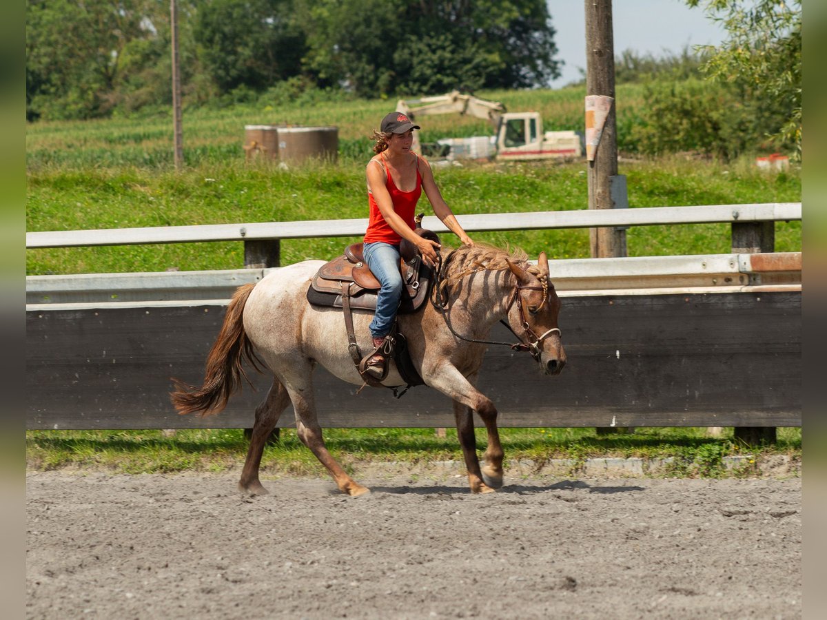 Altri pony/cavalli di piccola taglia Giumenta 4 Anni 150 cm Roano rosso in Kappelen