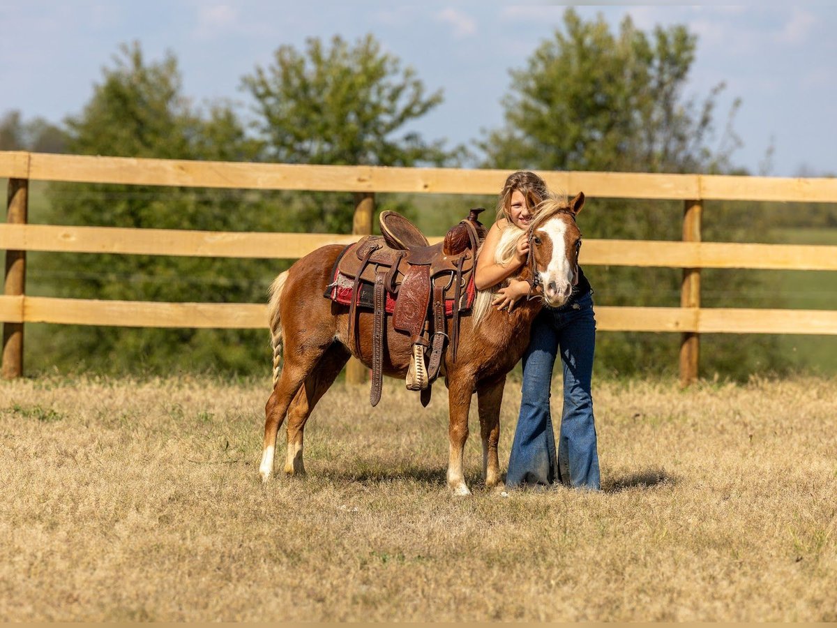 Altri pony/cavalli di piccola taglia Giumenta 4 Anni 99 cm Sauro ciliegia in Ewing